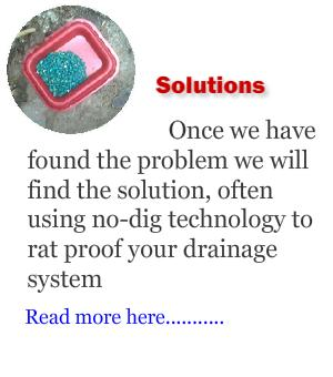 rat in cavity wall manchester